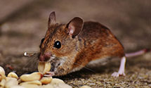 24 Hour & Emergency Exterminators in Red Springs, NC